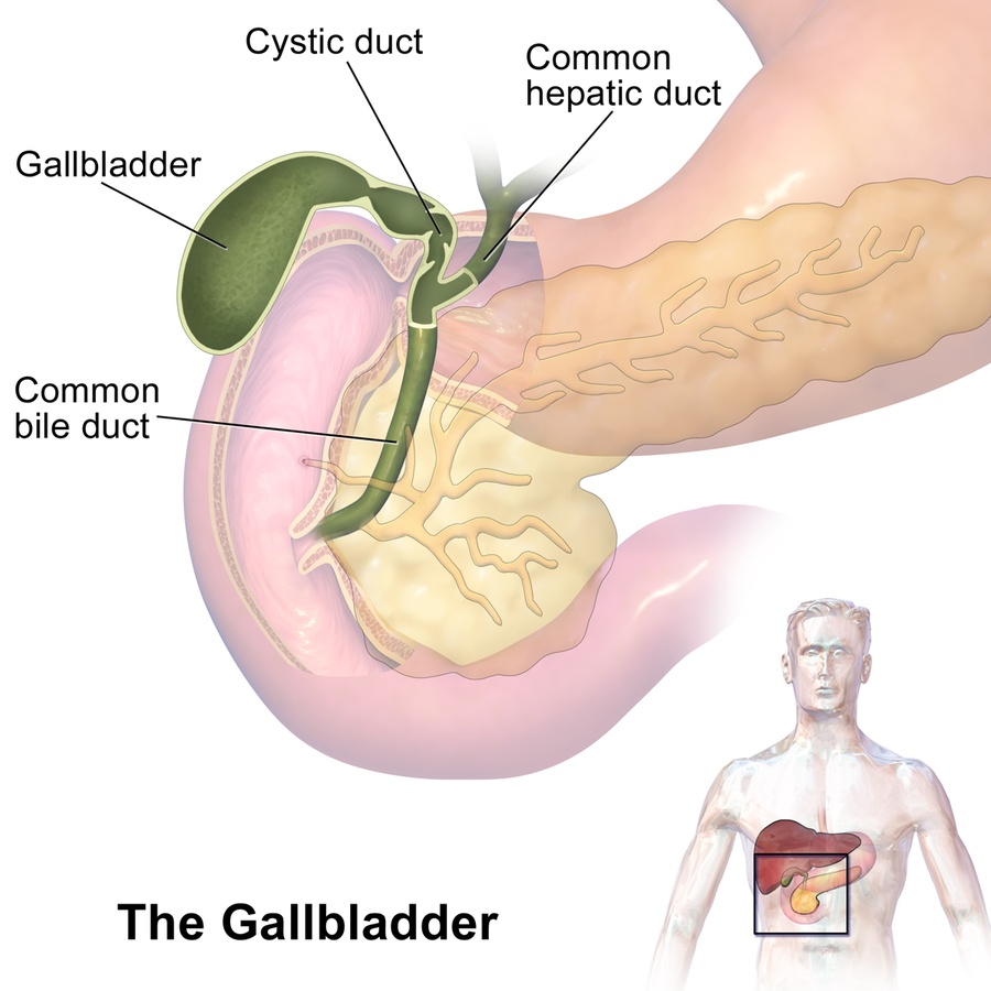Gall Bladder Infection: Early or Late Surgery?